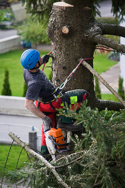Best Tree Maintenance Programs  in Sibley, IA