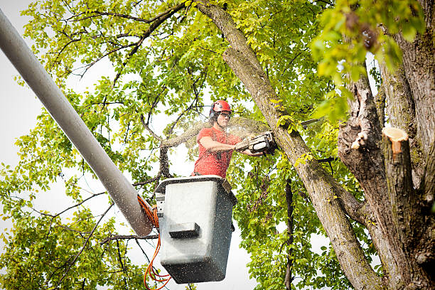 Best Utility Line Clearance  in Sibley, IA